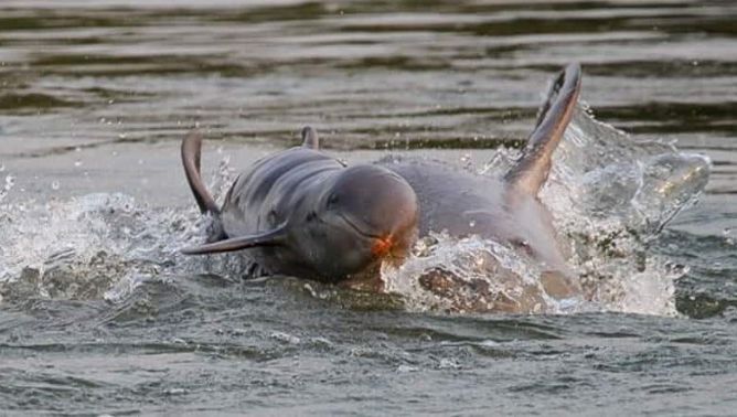 Kratie-dolphin.jpg
