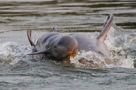 Kratie Dolphin