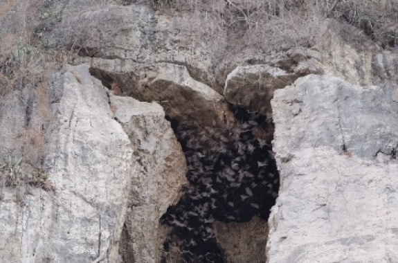 Wat Sampov Bat Cave