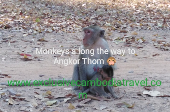 Monkeys on the way to Bayon