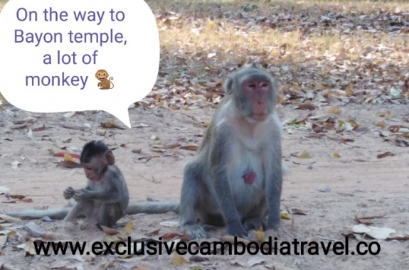Monkeys on the way to Bayon, exclusivecambodiatravel.com