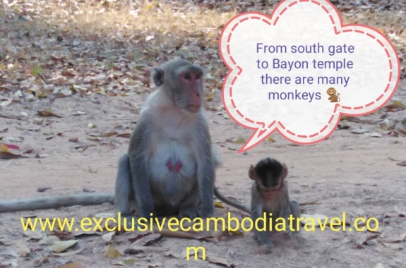 Monkeys on the way to Bayon-Small Tour